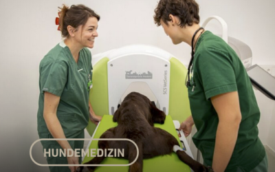 Cone Beam Computertomographie (CBCT) in der Tierzahnarztpraxis