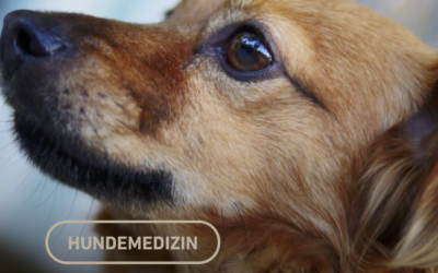 Immun­me­di­ier­te hämo­ly­ti­sche Anämie – Was sagt das Con­sen­sus Statement
