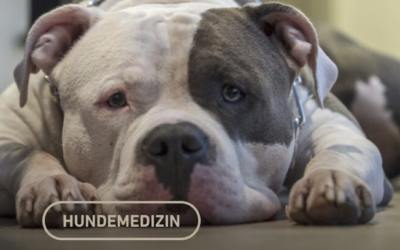 Kreuz­band-OP mit der Zlig-Metho­de für schwe­re&nbsp;Hunde
